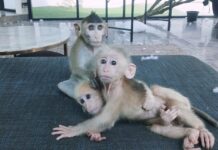 Social Media Posts Lead to Arrest of Foreigner Housing Illegal Macaques in Bangkok Macaques