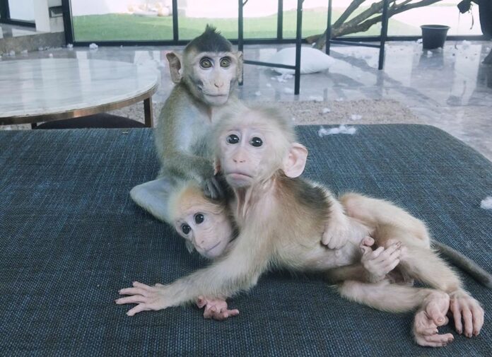 algeria monkeys1 Macaques