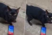 From Hit to Boycott: How a Cat Scene Changed Thai Drama ‘Mae Yua’ Mae Yua