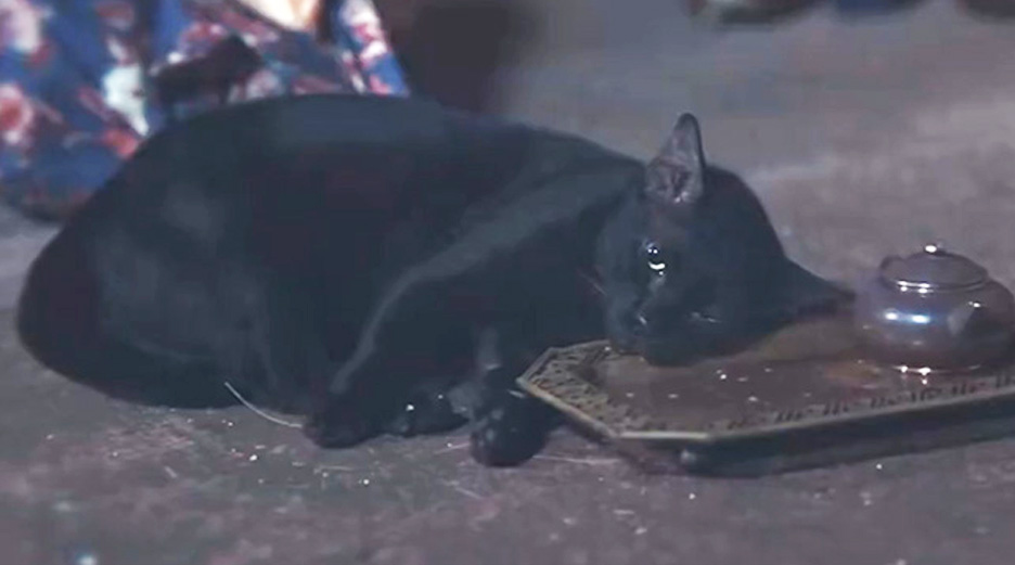 cat