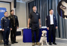US Police Dog Helps Thai Authorities Crack Child Exploitation Ring child