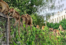 200 Lopburi Monkeys Escape from Enclosure, Some Invade Police Station monkeys