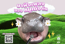 “Moo Deng” Song Released in 4 Languages with Free Ringtone Downloads Moo Deng