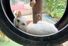 Thai Camping Site in Songkhla: Donate Pet Food for Free Stay