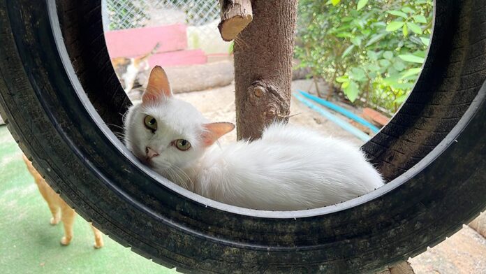 pet camping5