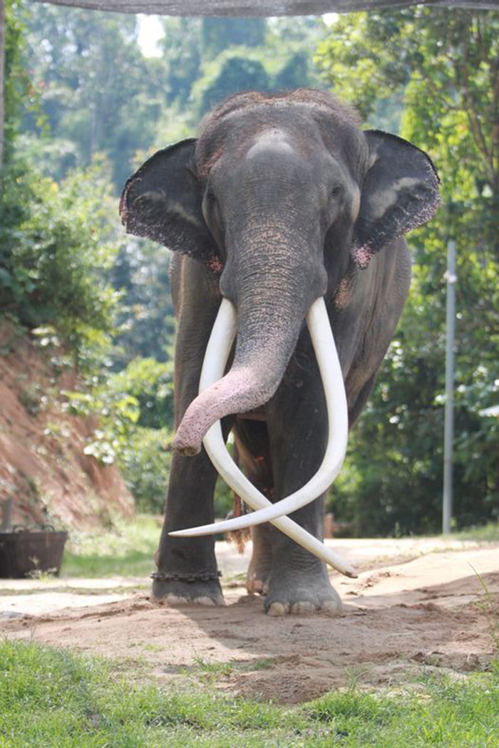 plai tusk 1