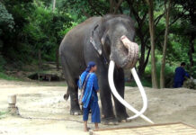 Thai Vets Consider Reducing Tusk Length of Plai Sak Surin Plai Sak Surin