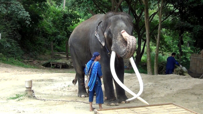 plai tusk 2 Plai Sak Surin
