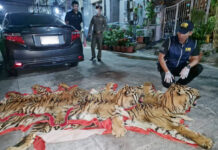 Thai-US Joint Operation Nets Major Tiger Trafficking Arrest tiger