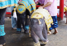 Ayutthaya Twin Elephants Unite in Wedding Ceremony
