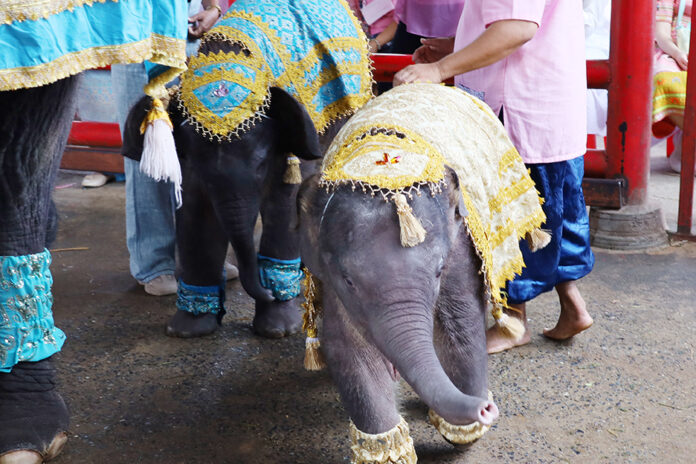 twin elephants1