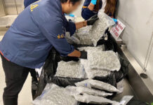 Massive Cannabis Haul: Thai Authorities Stop Drugs Headed to Italy, UK cannabis