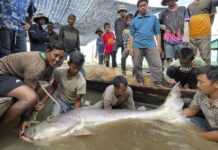 Huge and Rare Mekong Catfish Spotted in Cambodia, Raising Conservation Hopes catfish