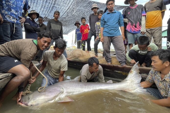Cambodia Catfish catfish