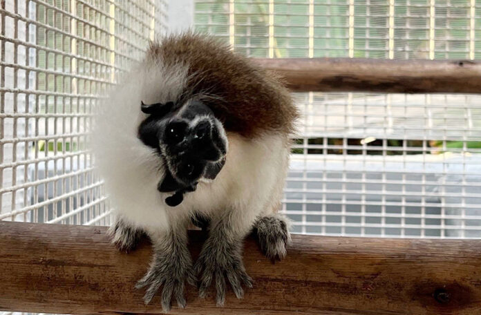Tamarin monkey1 Ratchaburi