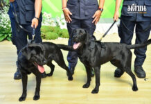 Australia Gifts Two Drug Detection Dogs to Thai Customs dogs
