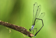 New Damselfly Species Discovered by Thai-Vietnamese Researchers damselfly