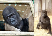 Baby Gorilla Trafficking Ring Linked to Bangkok’s Chatuchak Market Gorilla