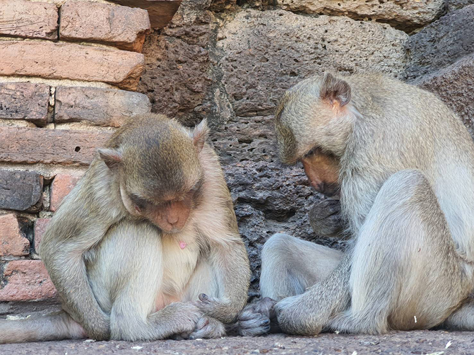 iphone monkey5