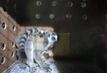 Thailand Returns 961 Wild Animals to Madagascar Safely