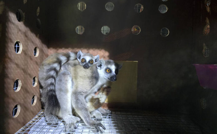 madagascar1