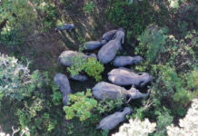 Thailand Sets January 2025 Start for Elephant Population Control elephant