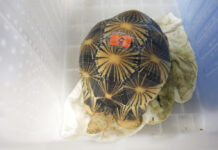 Thais Send Smuggled Tortoises Home to Tanzania as Evidence Against Suspected Wildlife Traffickers Tortoises