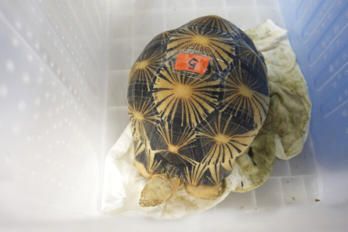 Thailand Wildlife Trafficking Tortoises