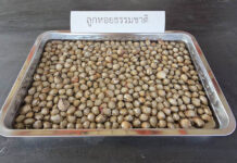 Thai Research Breakthrough: New Hope for Blood Cockle Industry blood cockle