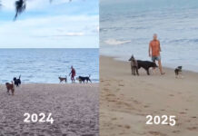 Swiss Dog Owner Defies Beach Ban, Sparks Fears Among Tourists and Thais Swiss dog owner