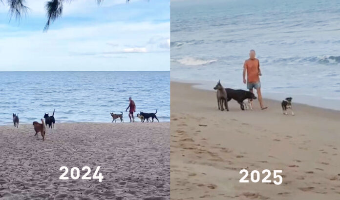 dog dispute prachuap3 Swiss dog owner