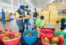 Thai Durian Prices Crash After China’s Chemical Test Rules