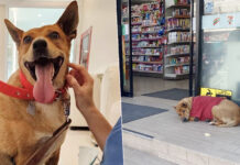 Thai Princess Adopts “Hachiko of Korat” to Heal the Dog’s Grieving Heart Princess