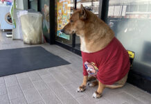 Thailand’s Hachiko: Dog Refuses to Leave Owner’s Last Known Spot