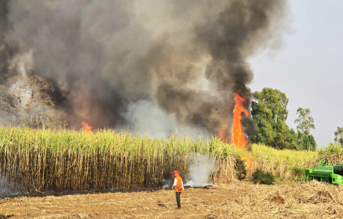 pm sugarcane