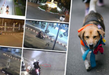 Appeals Court Hands Down 16-Month Sentence in Chiang Mai University Dog Case Dog