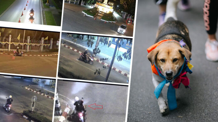 tia mor chor dog1 Dog