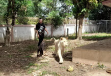 ‘Simba’ the Lion Rescued, Tiger Cub Dies in Thai Wildlife Raid lion