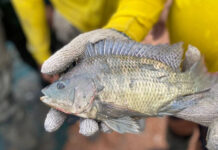 Thailand Reports Progress in Battle Against Blackchin Tilapia Invasion Blackchin