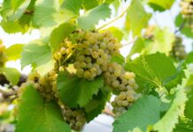 Monsoon Valley Vineyard Celebrates the Annual Harvest Festival 2025