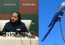 Anant Ambani’s Vantara Reintroduces 41 Extinct-in-the-Wild Spix’s Macaws in Brazil Macaws