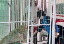 Russian’s Pet Lioness Causes Uproar in Pattaya’s Dispute Lioness