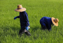 Green Climate Fund invests 4 Billion Baht to Transform Thai Rice Farming rice