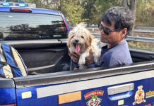 Man Walks Carrying Dog Refused by Bus, Stranger Offers Ride