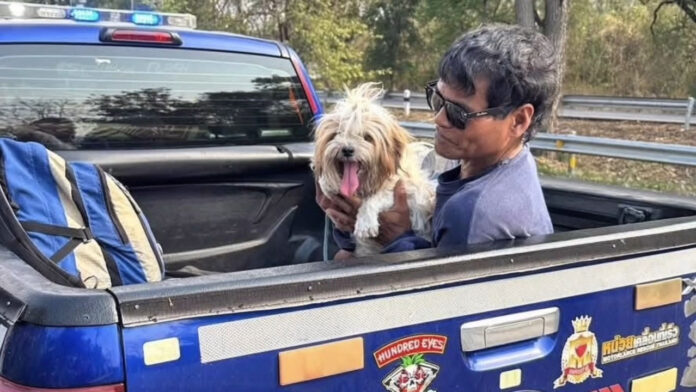 carry dog1
