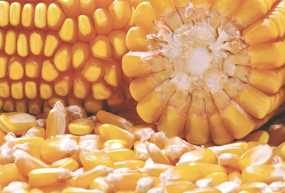 corn USA