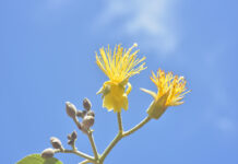 Thai Researchers Discover New Plant Genus in Tenasserim Mountain