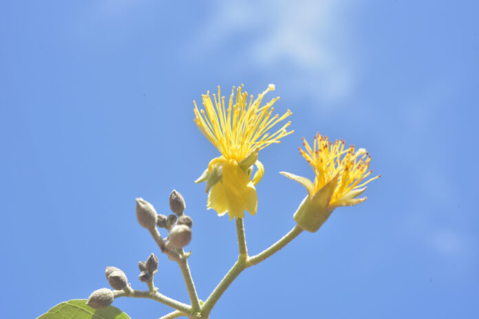 newplant3