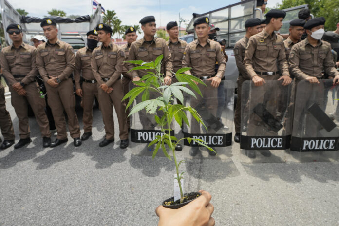 Thailand-Cannabis