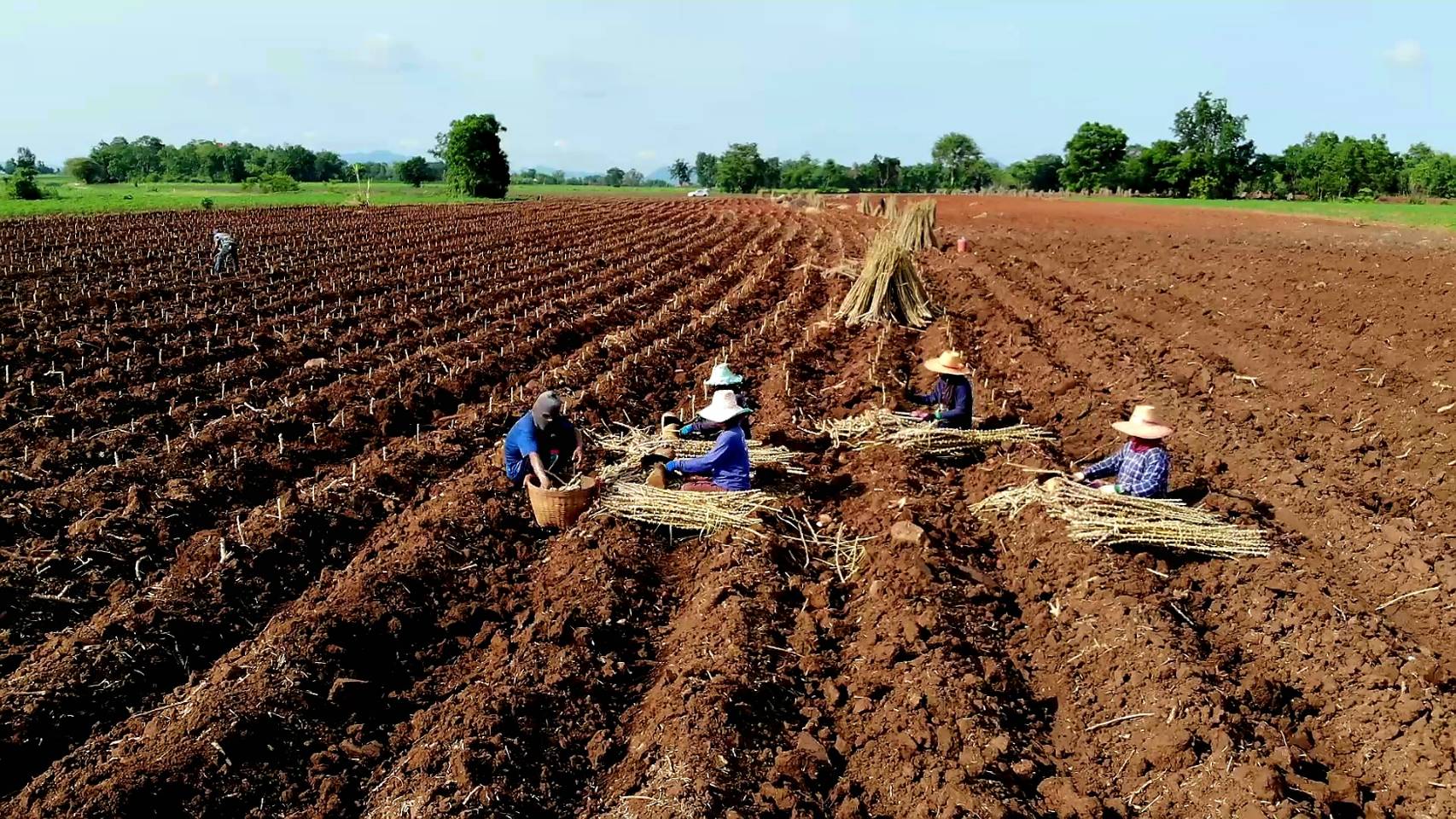 agriculture